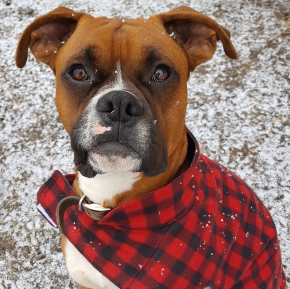 Meet your Posher, Lavona - Picture 1 of 1